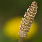 Acker-Schachtelhalm (Equisetum arvense)