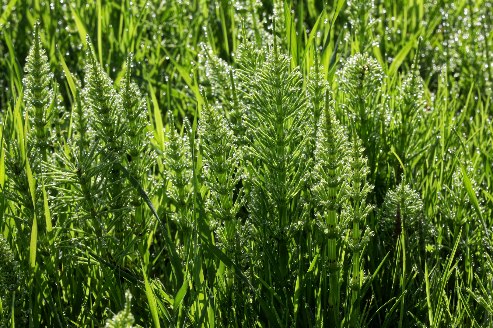 Acker-Schachtelhalm im Frühtau  -  field horsetail in early dew