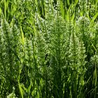 Acker-Schachtelhalm im Frühtau  -  field horsetail in early dew