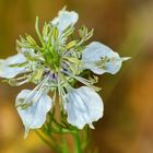 Acker-Schwarzkümmel (Nigella arvensis)