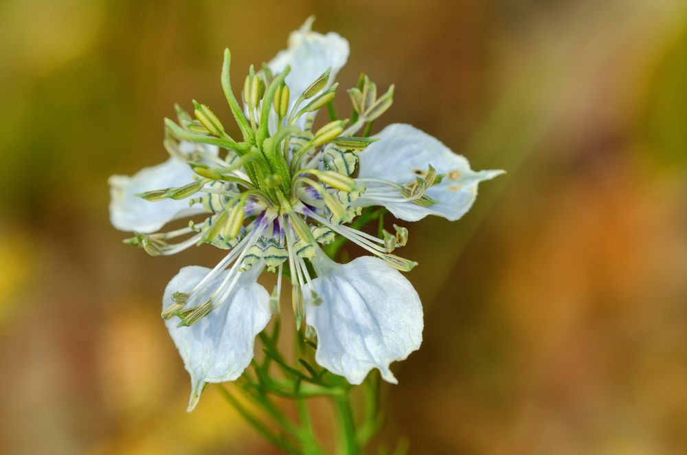 Acker-Schwarzkümmel (Nigella arvensis)