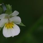 Acker-Stiefmütterchen(?) am Wegesrand