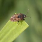 Acker-Trapp (Trapezonotus arenarius) auf Weichgras