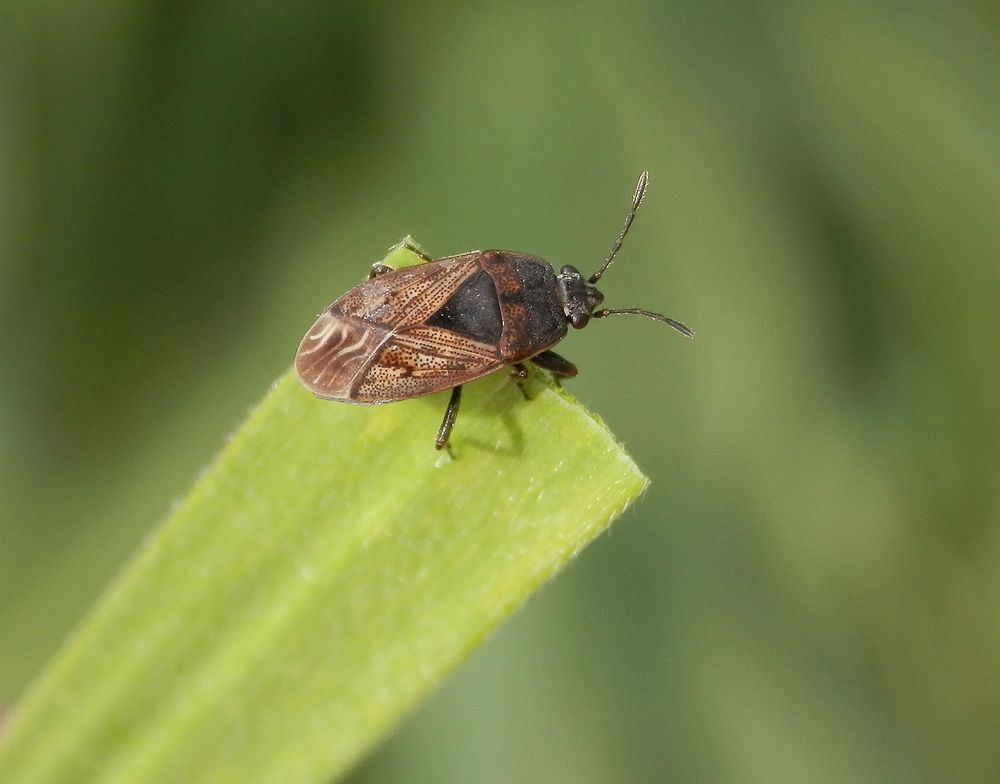 Acker-Trapp (Trapezonotus arenarius) auf Weichgras