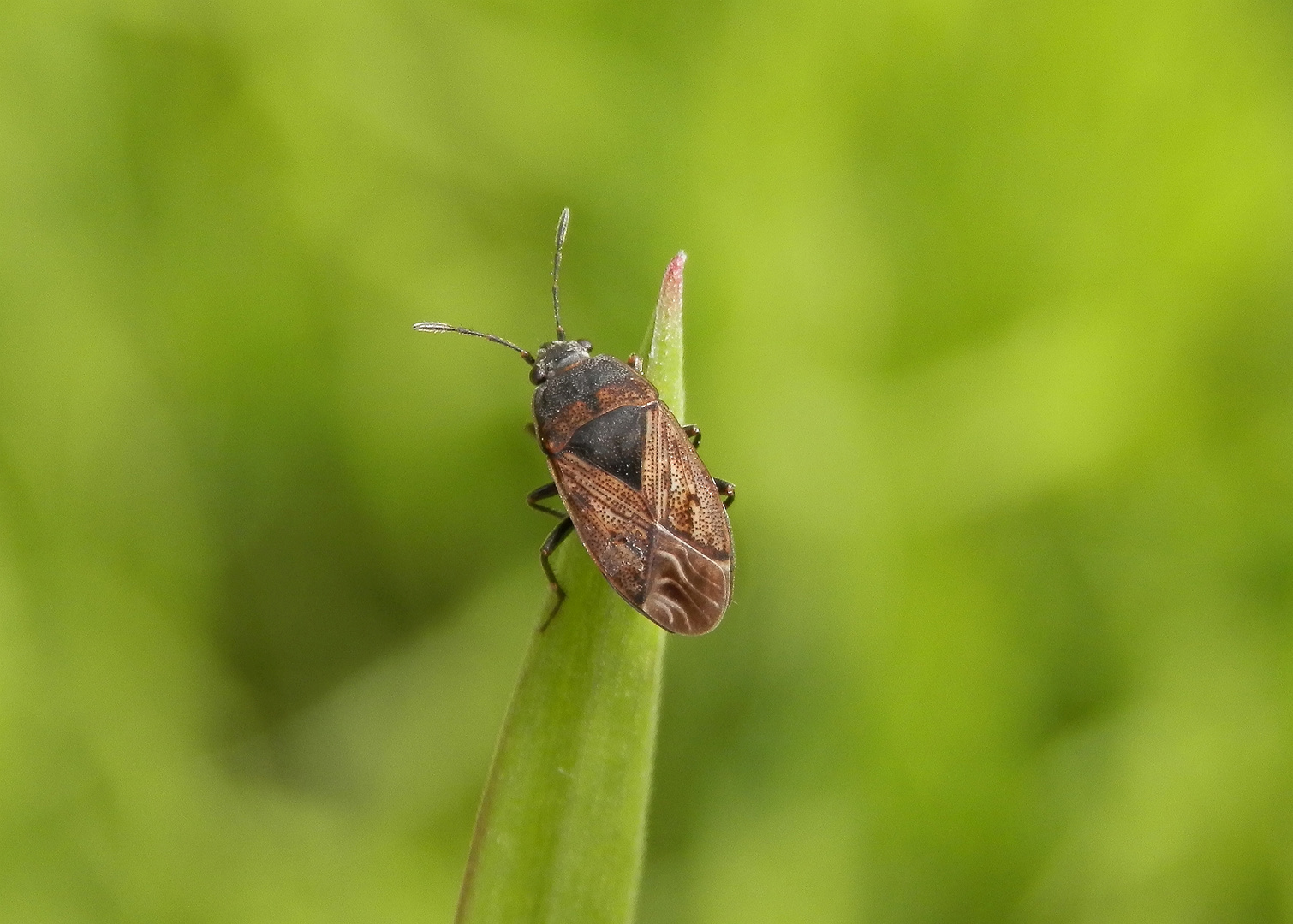 Acker-Trapp (Trapezonotus arenarius) auf Weichgras