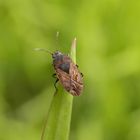 Acker-Trapp (Trapezonotus arenarius) auf Weichgras