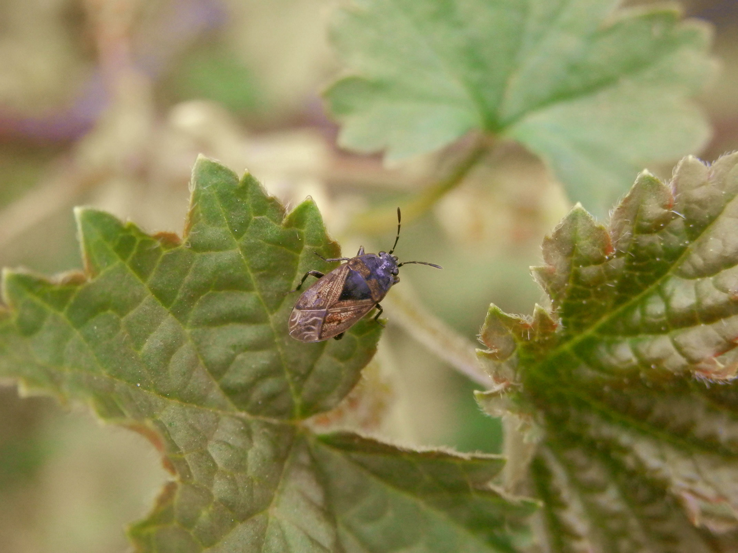 Acker-Trapp (Trapezonotus arenarius) im heimischen Garten