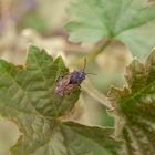 Acker-Trapp (Trapezonotus arenarius) im heimischen Garten