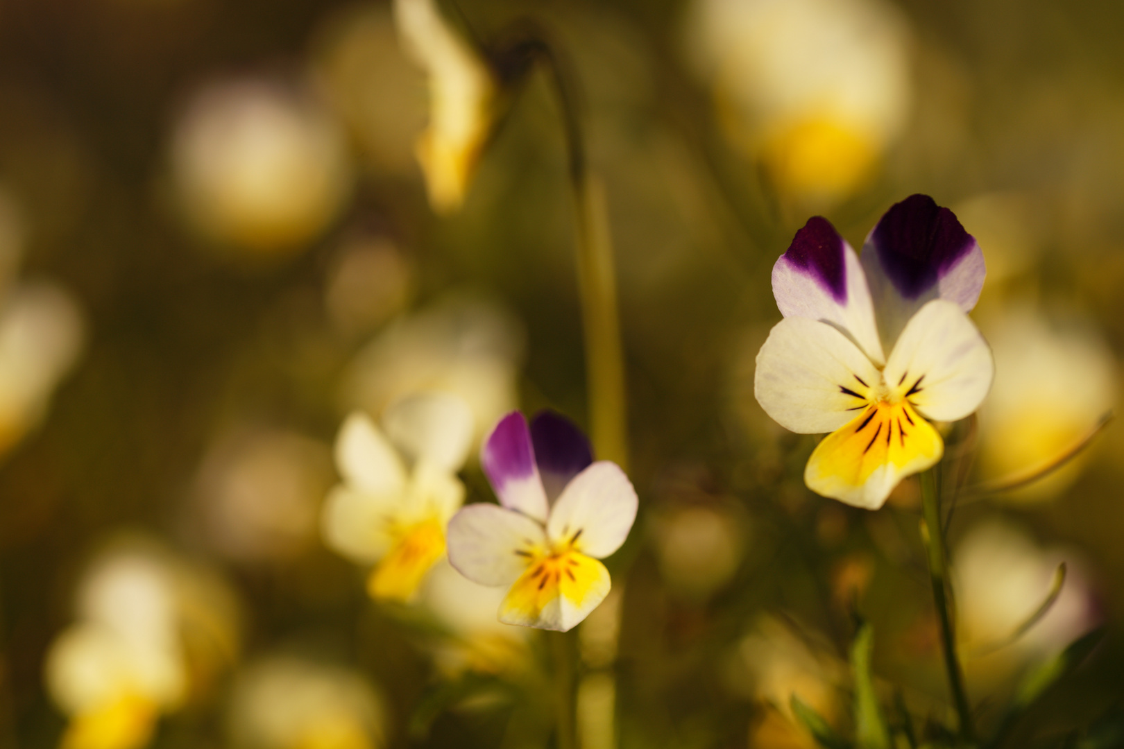 Acker-Veilchen (Viola arvensis)