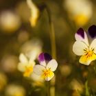 Acker-Veilchen (Viola arvensis)