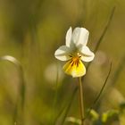 Acker-Veilchen (Viola arvensis)