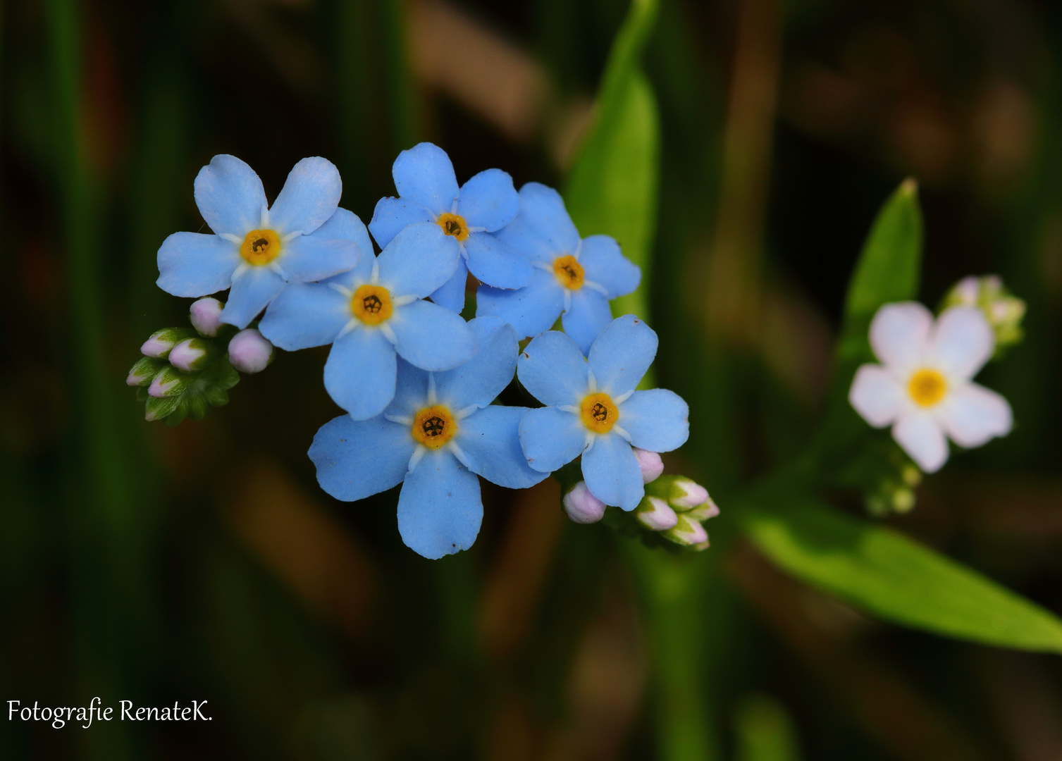 Acker-Vergissmeinnicht - Myosotis arvenisis (Rauhblattgewächse)