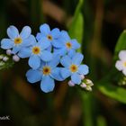 Acker-Vergissmeinnicht - Myosotis arvenisis (Rauhblattgewächse)