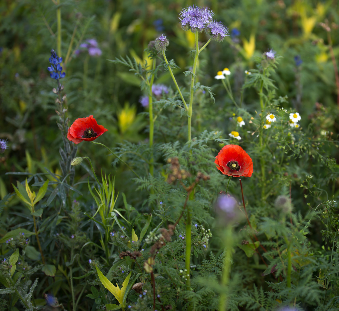 Acker voll bunter Blumen