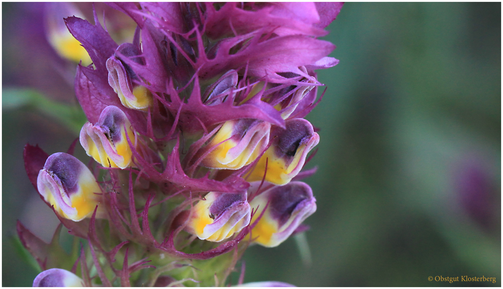 Acker - Wachtelweizen ( Melamphyrum arvense ) ..