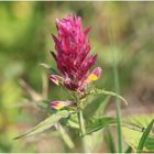 Acker - Wachtelweizen ( Melamphyrum arvense )