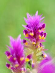  Acker-Wachtelweizen (Melampyrum arvense)