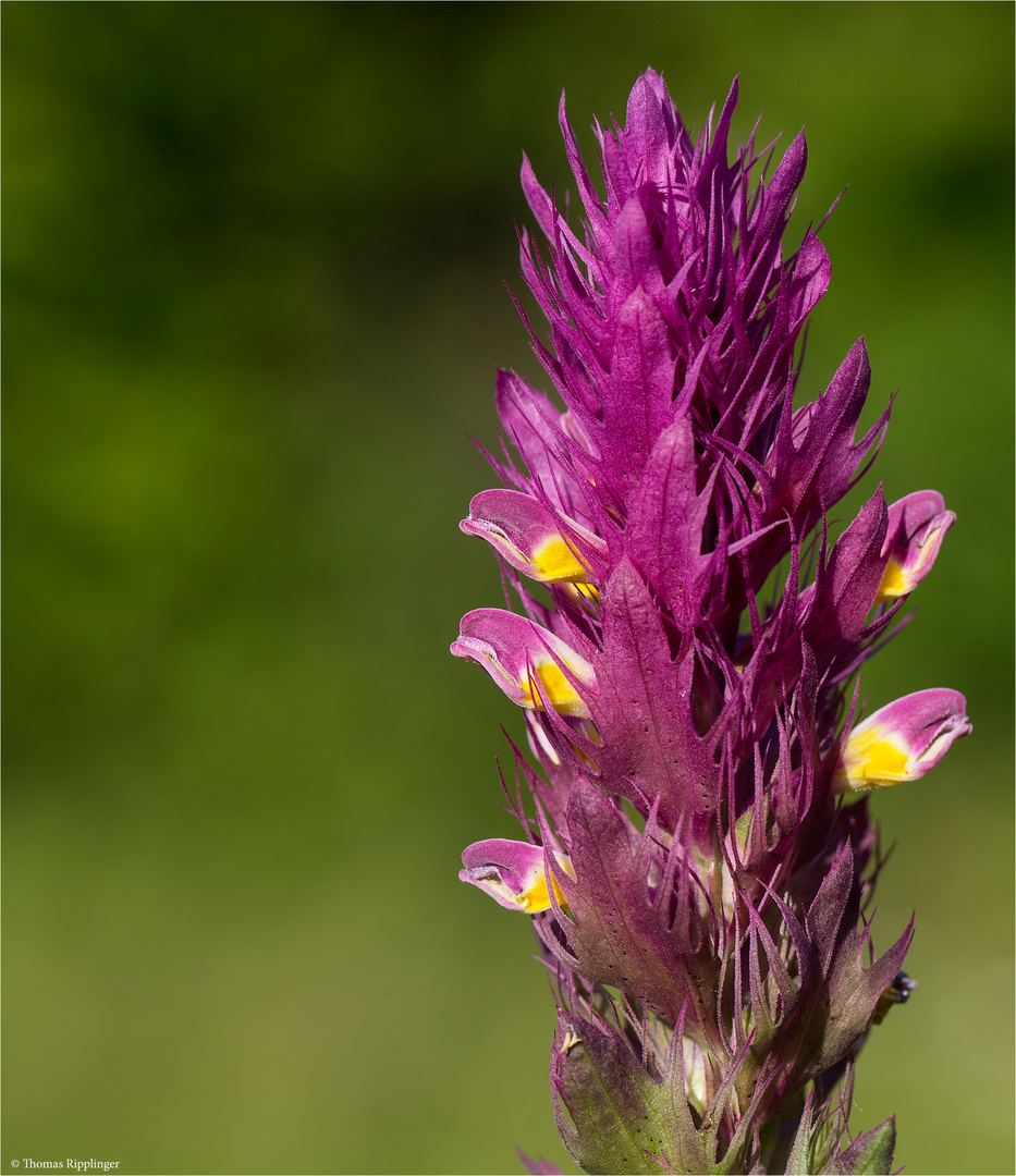 Acker - Wachtelweizen (Melampyrum arvense) .