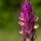 Acker - Wachtelweizen (Melampyrum arvense) .