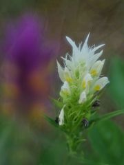 Acker-Wachtelweizen (Melampyrum arvense)