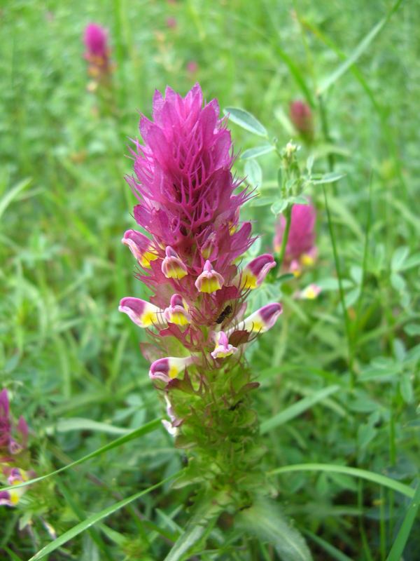 Acker-Wachtelweizen (Melampyrum arvense)