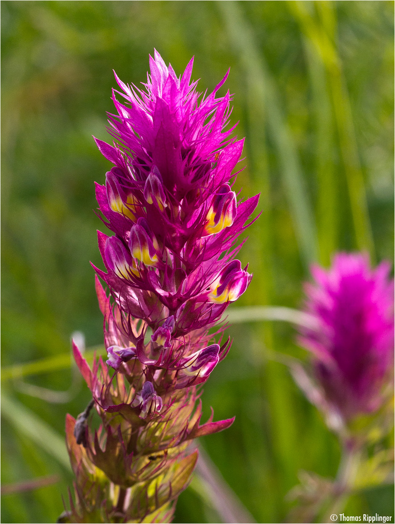 Acker-Wachtelweizen (Melampyrum arvense)