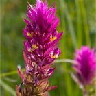 Acker-Wachtelweizen (Melampyrum arvense)