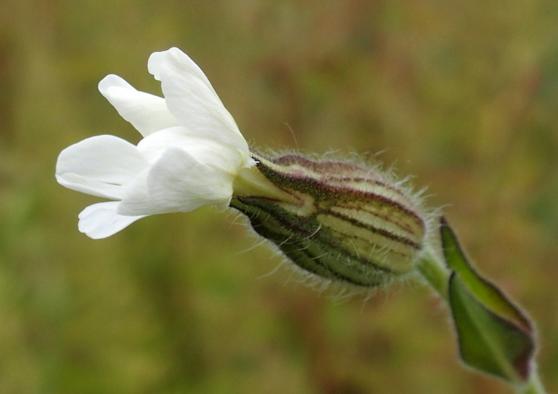 Acker-Waldnelke 'Silene noctiflora'