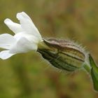 Acker-Waldnelke 'Silene noctiflora'