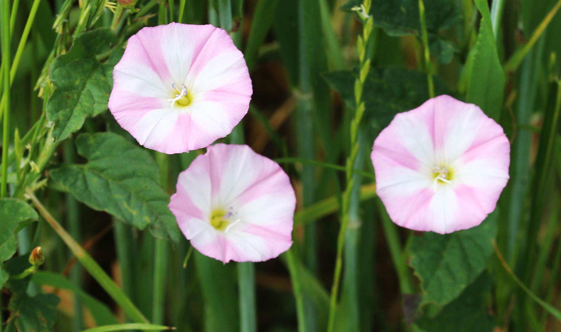 Acker-Winde (Convolvulus arvensis)