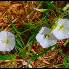 Acker-Winde (?) in der Sonne