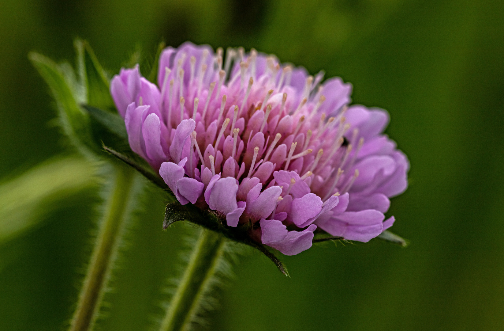 Acker-Witwenblume