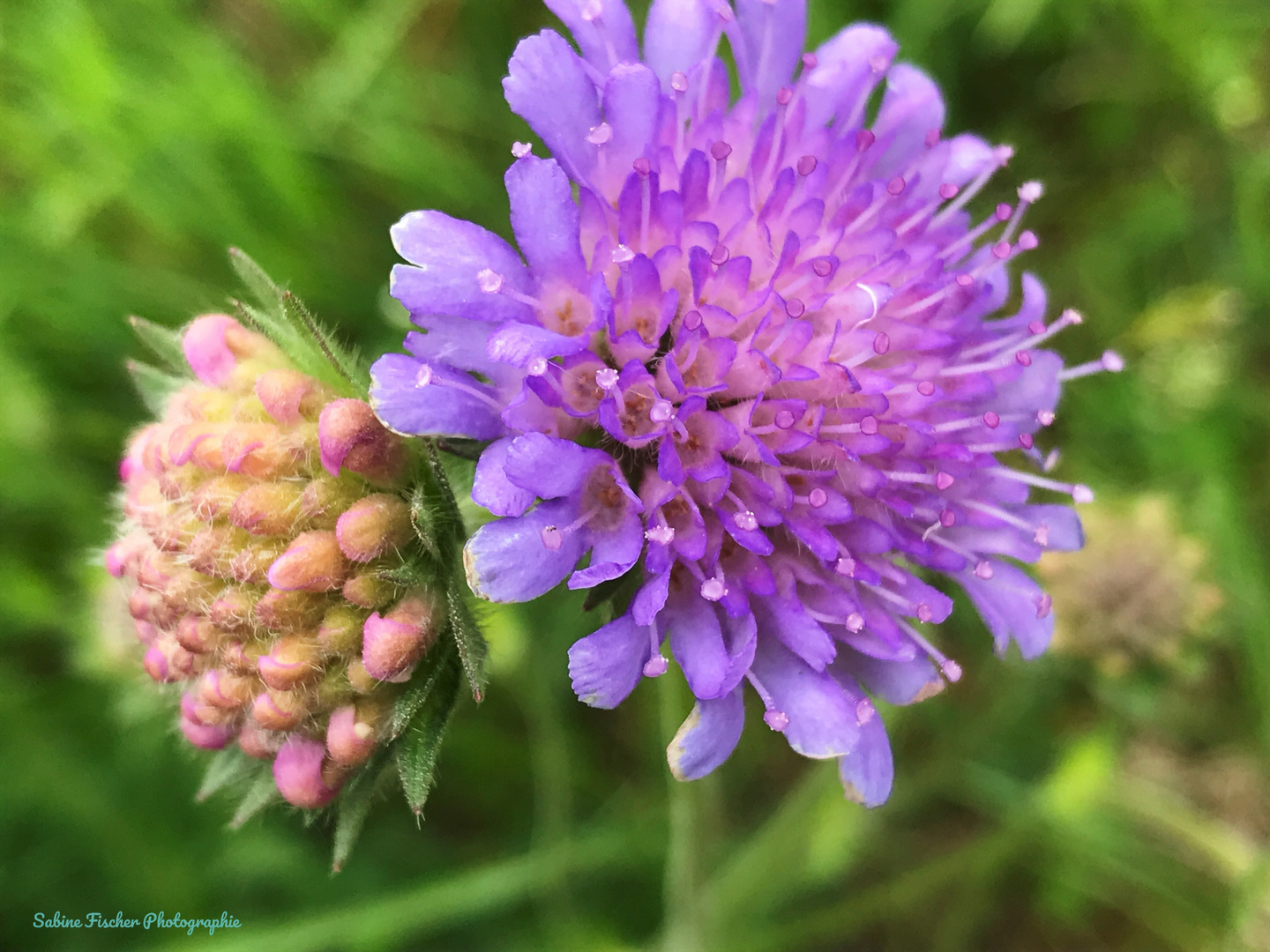 Acker - Witwenblume 