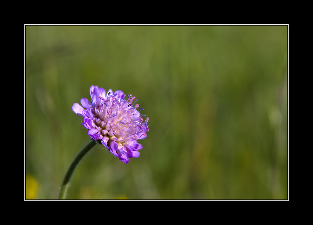 Acker-Witwenblume