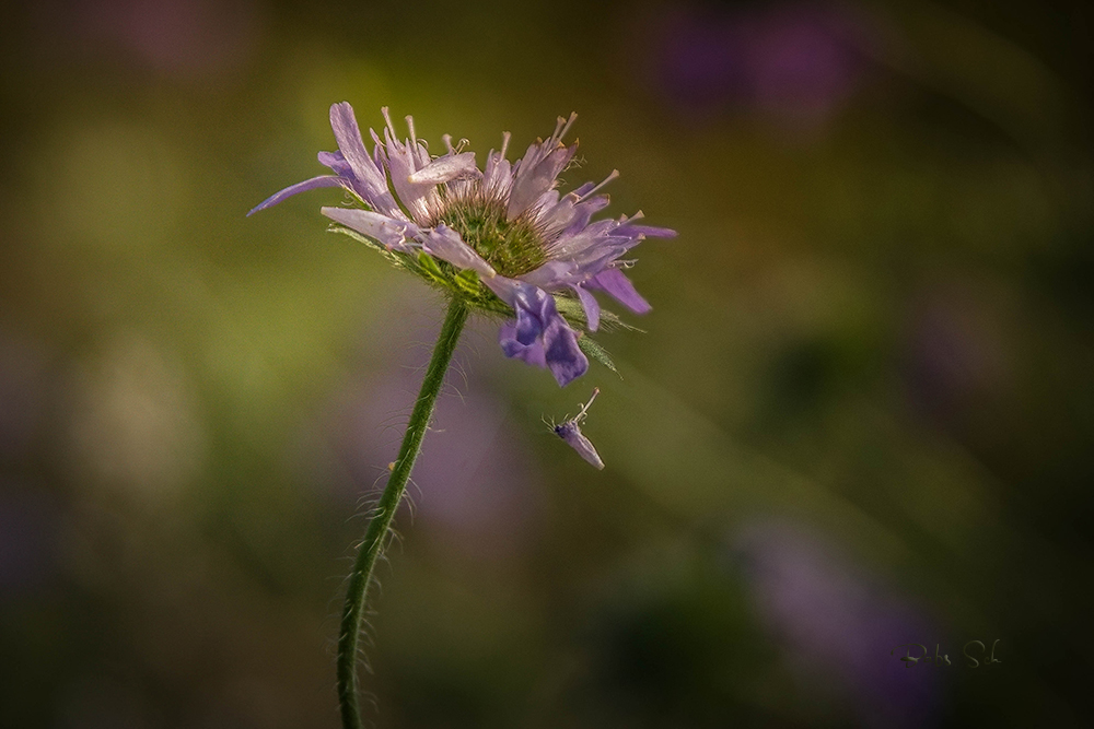 Acker-Witwenblume