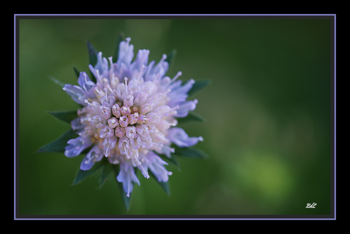 Acker-Witwenblume