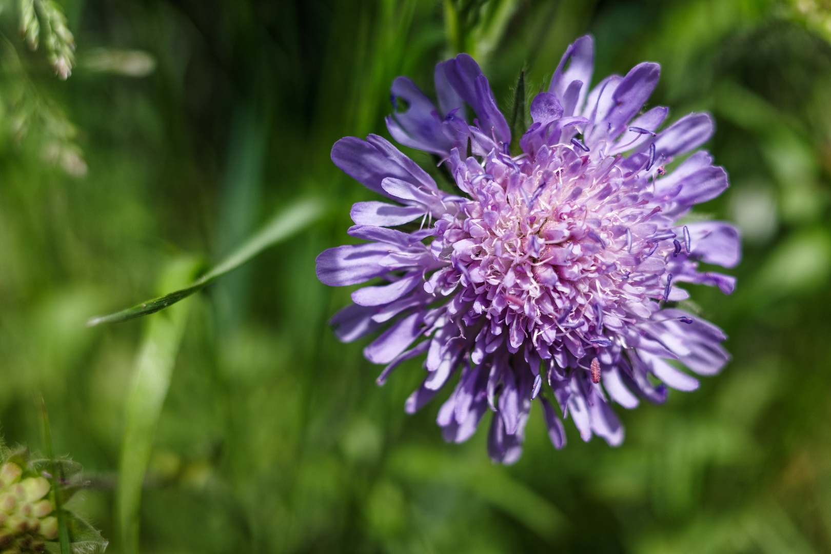 Acker-Witwenblume