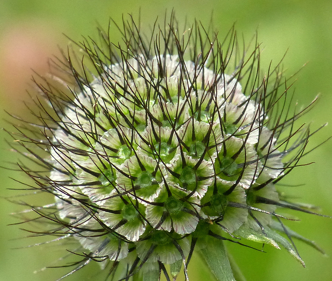 Acker-Witwenblume