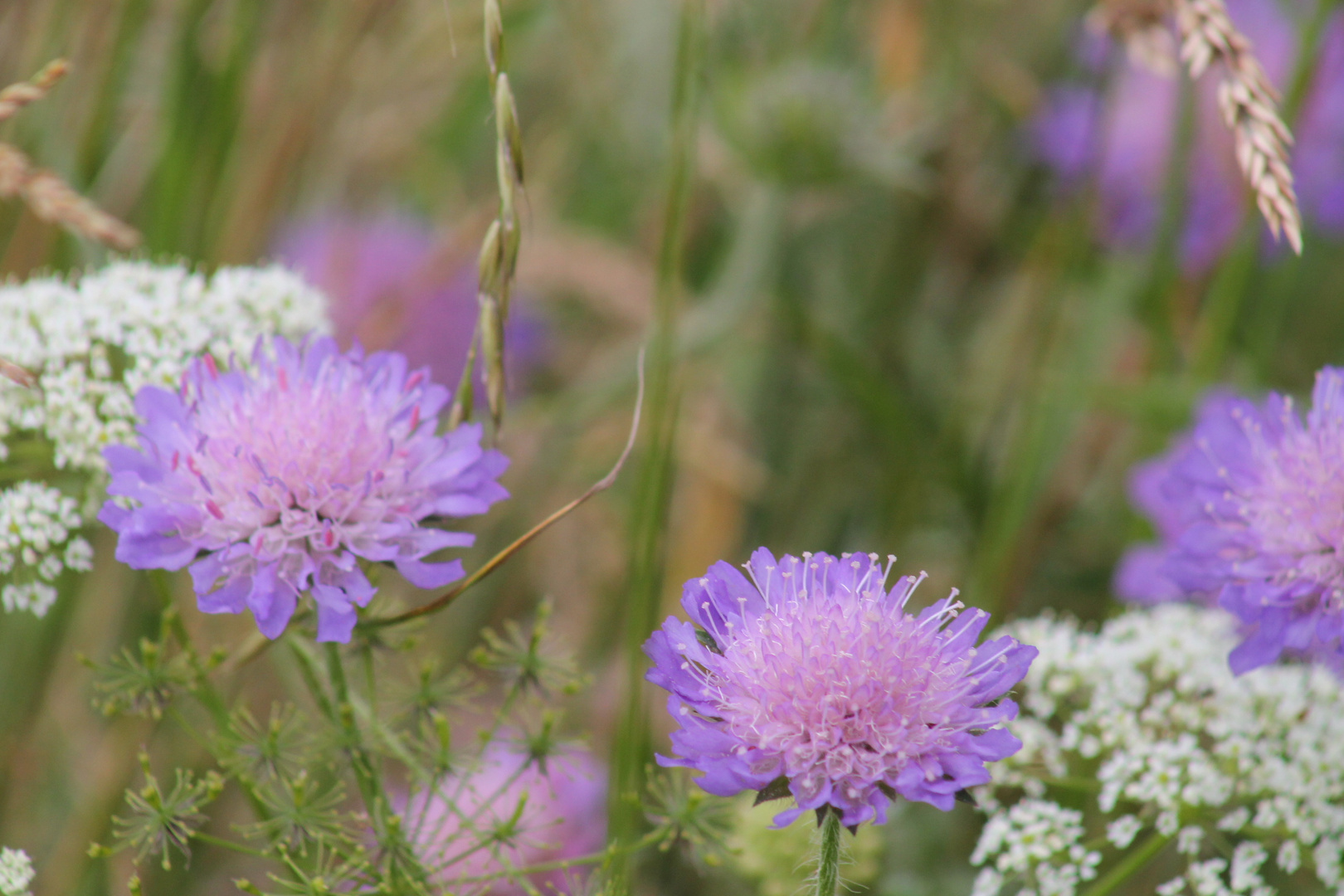 Acker-Witwenblume