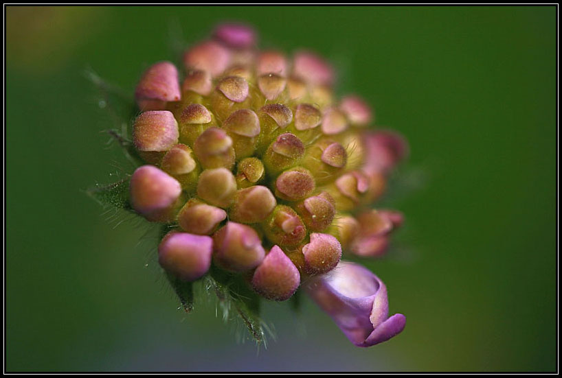 Acker-Witwenblume