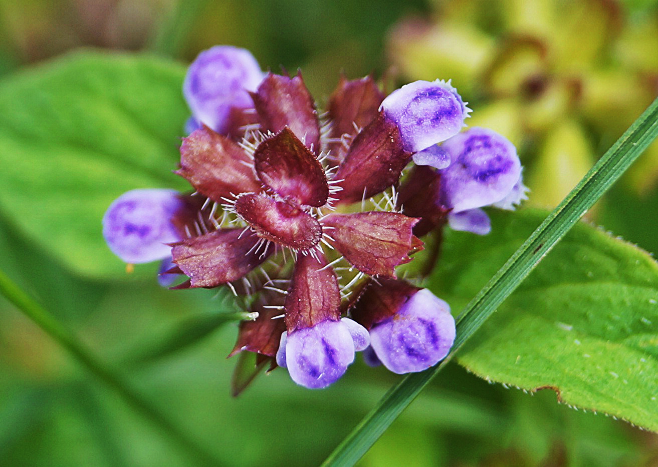 Acker-Witwenblume