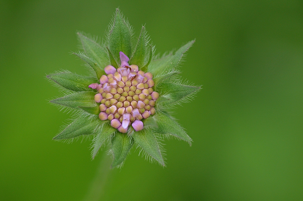 Acker – Witwenblume: Gleich blüht sie