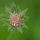 Acker – Witwenblume: Gleich blüht sie