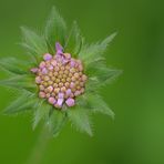 Acker – Witwenblume: Gleich blüht sie