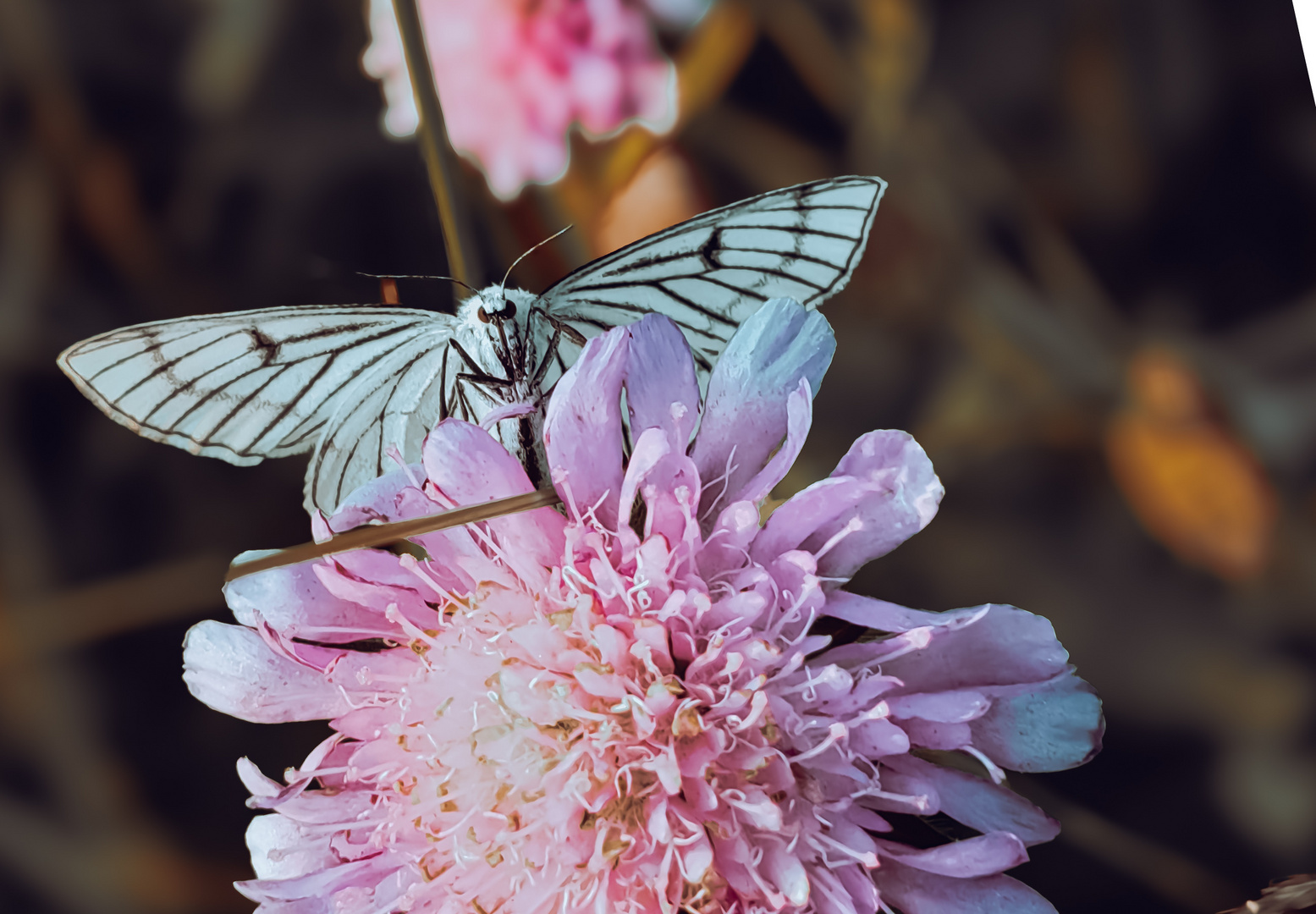 Acker-witwenblume Knautia arvensis