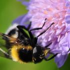 Acker-Witwenblume (Knautia arvensis)