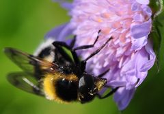 Acker-Witwenblume (Knautia arvensis)