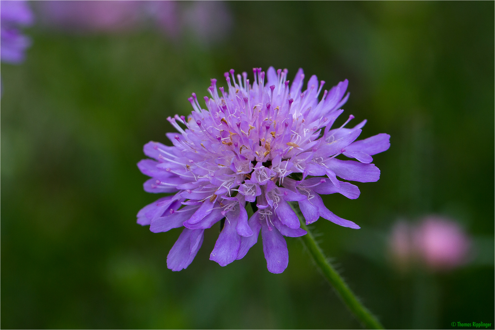 Acker-Witwenblume (Knautia arvensis).