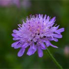 Acker-Witwenblume (Knautia arvensis).