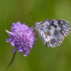 Acker-Witwenblume (Knautia arvensis) mit Schachbrett (Melanargia galathea)